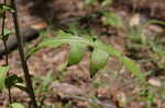 Wild lettuce